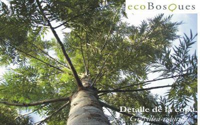 Roble