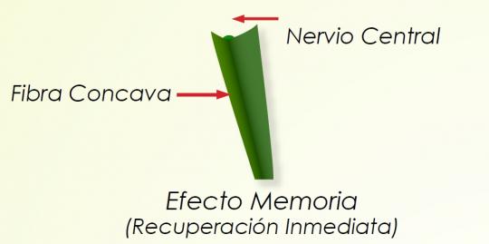 Tecnología de fibra concava con nervio central, 