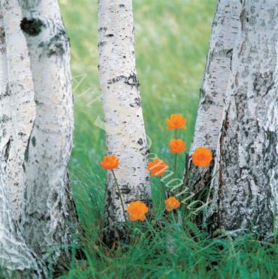 láminas y lienzos de Foto 169