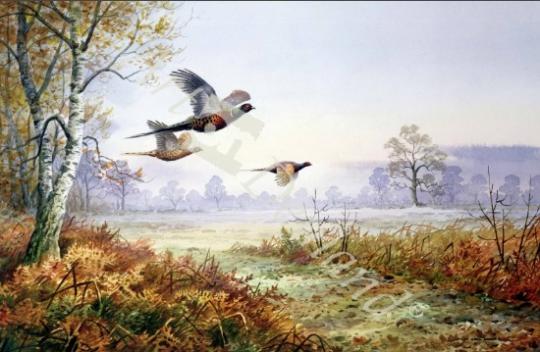 láminas y lienzos de Pheasants in Flight (w/c)