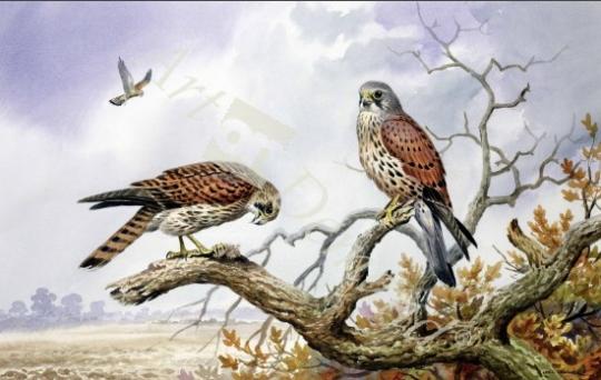 láminas y lienzos de Pair of Kestrels (w/c)