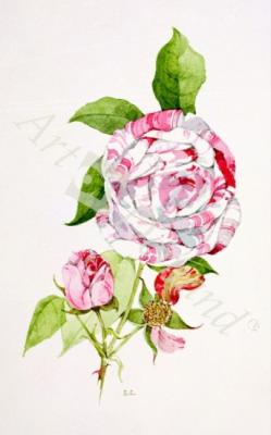 láminas y lienzos de  Rosa Ferdinand Pichard