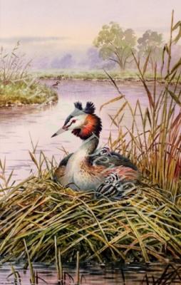 láminas y lienzos de  Great-Crested Grebes