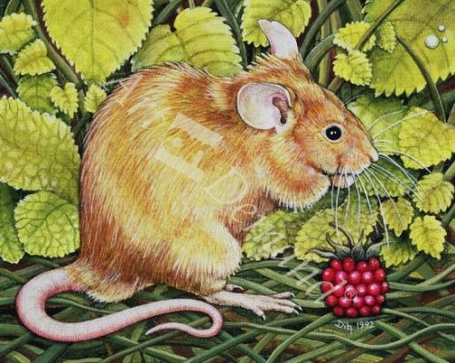 láminas y lienzos de  The Raspberry-Mouse