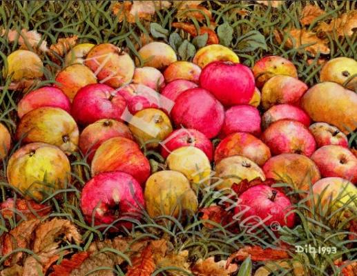 láminas y lienzos de  Durnitzhofer Apples, 1993