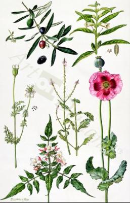 láminas y lienzos de  Opium Poppy and other plants (w/c)