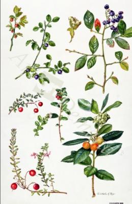 láminas y lienzos de  Cranberry and other berries (w/c)
