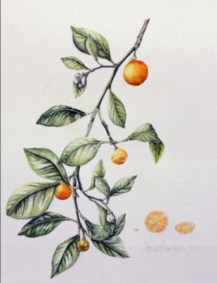 láminas y lienzos de Ornamental Orange, 1995 (w/c)