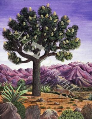 láminas y lienzos de Joshua Tree and Coyote, 1983 (gouache)