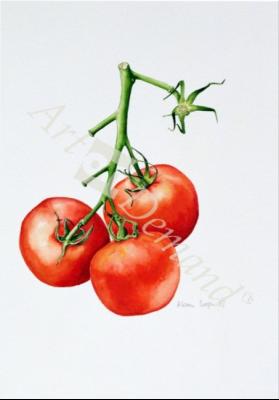 láminas y lienzos de  Three Tomatoes on the Vine, 1997 (w/c on paper)