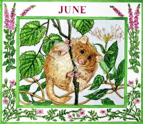 láminas y lienzos de  June (w/c on paper)