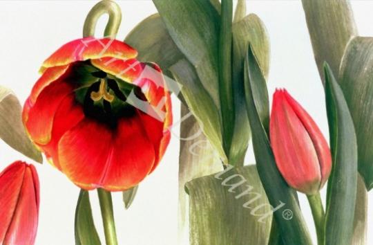 láminas y lienzos de  Tulip  De Molen  (w/c on paper)