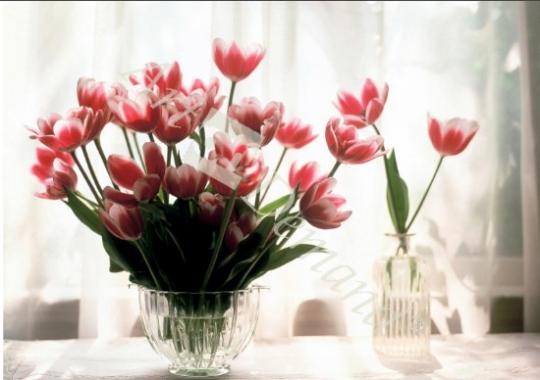 láminas y lienzos de Tulip, 2002 (photo illustration)