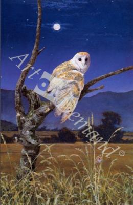 láminas y lienzos de Barn Owl (oil on canvas)