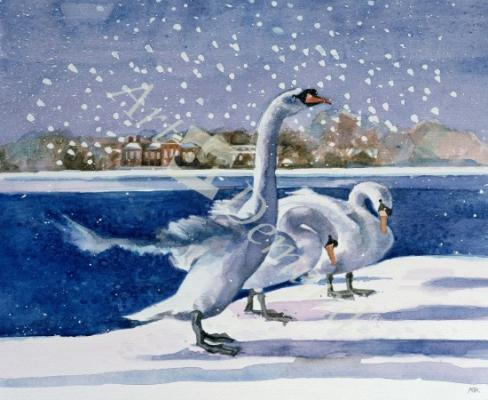 láminas y lienzos de  Swans at Kensington Palace (w/c on paper)