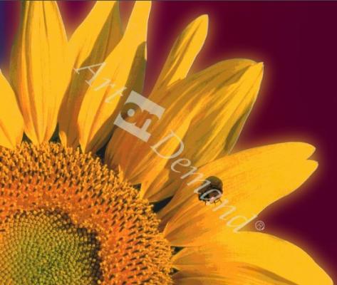 láminas y lienzos de a3 girasol