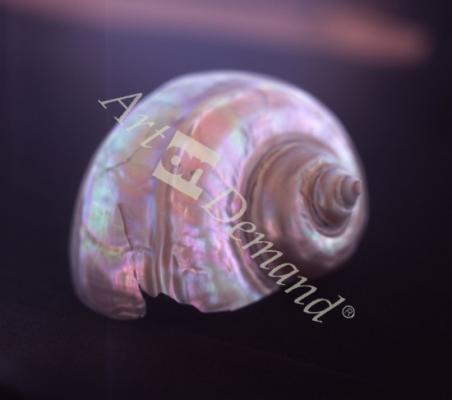 láminas y lienzos de  AA_caracola1-4