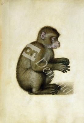 láminas y lienzos de A Monkey (w/c & gouache on paper)