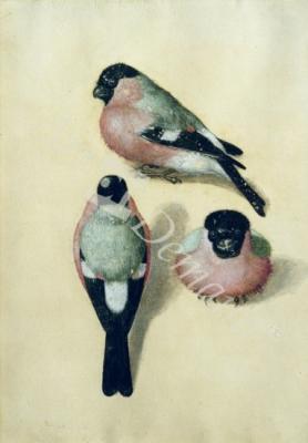 láminas y lienzos de Three studies of a bullfinch (w/c & gouache on paper)