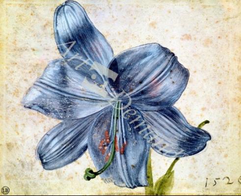 láminas y lienzos de Study of a lily, 1526 (w/c on paper)