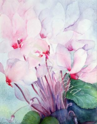 láminas y lienzos de Pink Cyclamen, Victoria