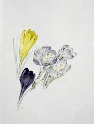láminas y lienzos de Crocus