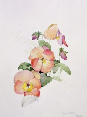 láminas y lienzos de Pansy hybrids Bambini