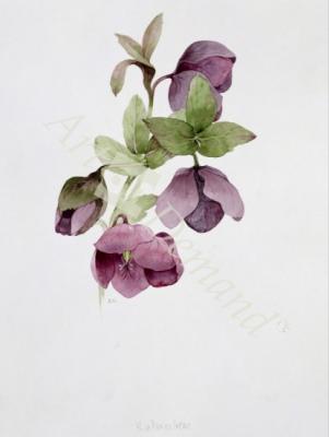 láminas y lienzos de Helleborus atrorubens