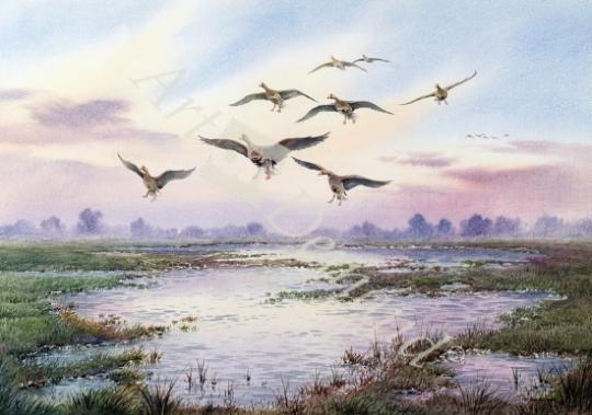 láminas y lienzos de White-Fronted Geese Alighting