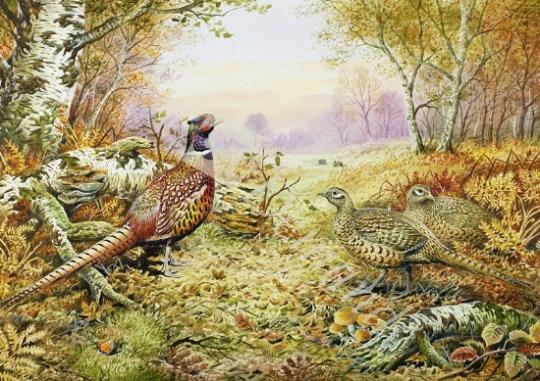 láminas y lienzos de Pheasants in Woodland