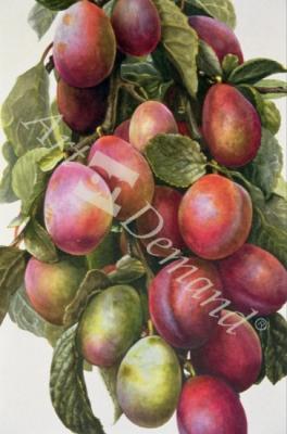 láminas y lienzos de Victoria Plum (w/c on paper)