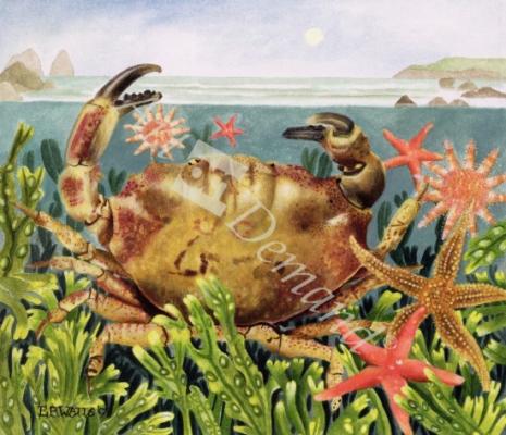 láminas y lienzos de  Furrowed Crab with Starfish Underwater, 1997 (acrylic on