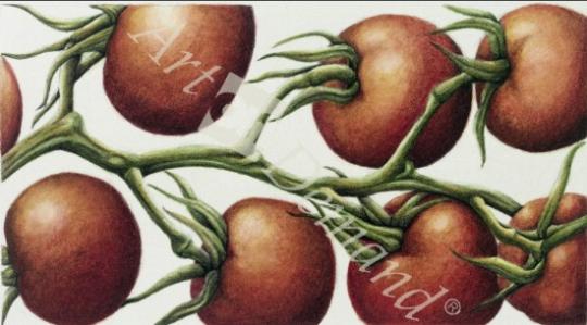 láminas y lienzos de  Tomato Vine, 1999 (w/c on paper)