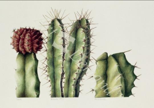 láminas y lienzos de  Cacti, 1999 (w/c on paper)