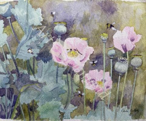 láminas y lienzos de  Pink poppies with bees (w/c)