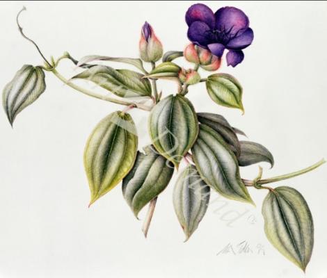 láminas y lienzos de  Glory Flower (Tibouchina Urvilleana) 1999 (w/c on paper