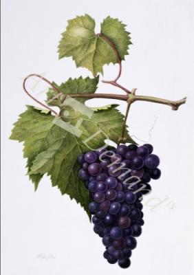 láminas y lienzos de  Grapes, 1994 (w/c on paper)