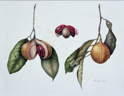 láminas y lienzos de  Nutmeg (Myristica fragrans) 2004 (w/c on paper)