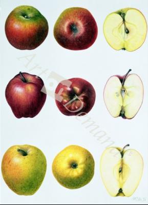láminas y lienzos de  Six Apples, 1996 (w/c on paper)