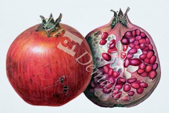 láminas y lienzos de  Pomegranate, 1995 (w/c on paper)