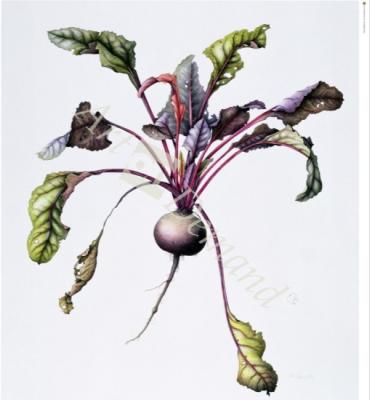 láminas y lienzos de  Beetroot, 1995 (w/c on paper)