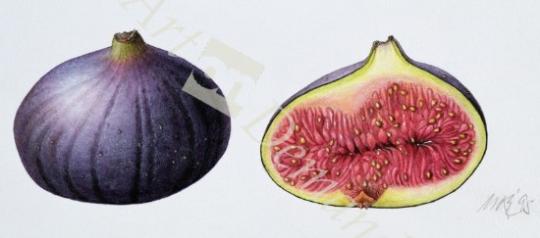 láminas y lienzos de  Figs, 1995 (w/c on paper)