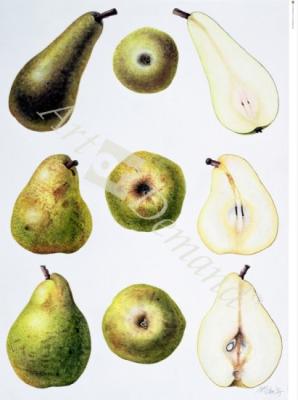 láminas y lienzos de  Six Pears, 1994 (w/c on paper)