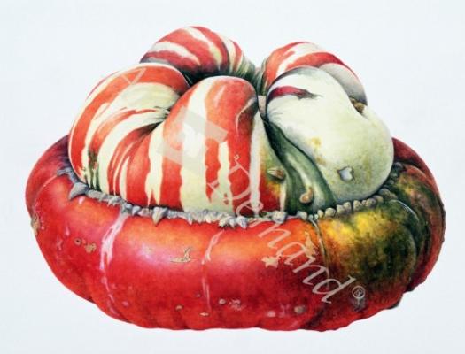 láminas y lienzos de  Turk s Turban Squash, 1995 (w/c on paper)