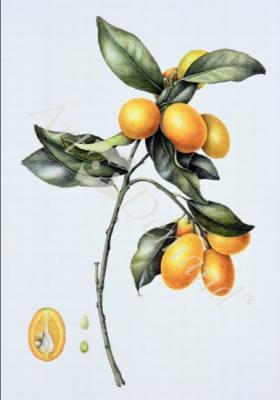 láminas y lienzos de  Kumquat, 1996 (w/c on paper)