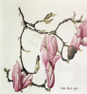 láminas y lienzos de  Magnolia X Soulangiana, 1992 (w/c on paper)