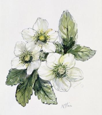 láminas y lienzos de  Christmas rose