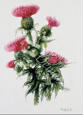 láminas y lienzos de  Scottish thistle