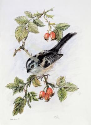 láminas y lienzos de  Long-tailed tit and rosehips