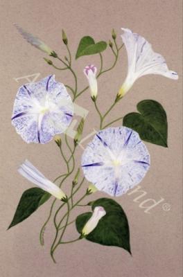 láminas y lienzos de  Convolvulus Cneorum